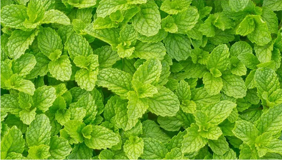 China Fabricante Óleo essencial de hortelã-pimenta de alta pureza Óleo de hortelã limpo para ar